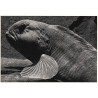 København. Havkat Danmarks Akvarium, ubrugt (?)