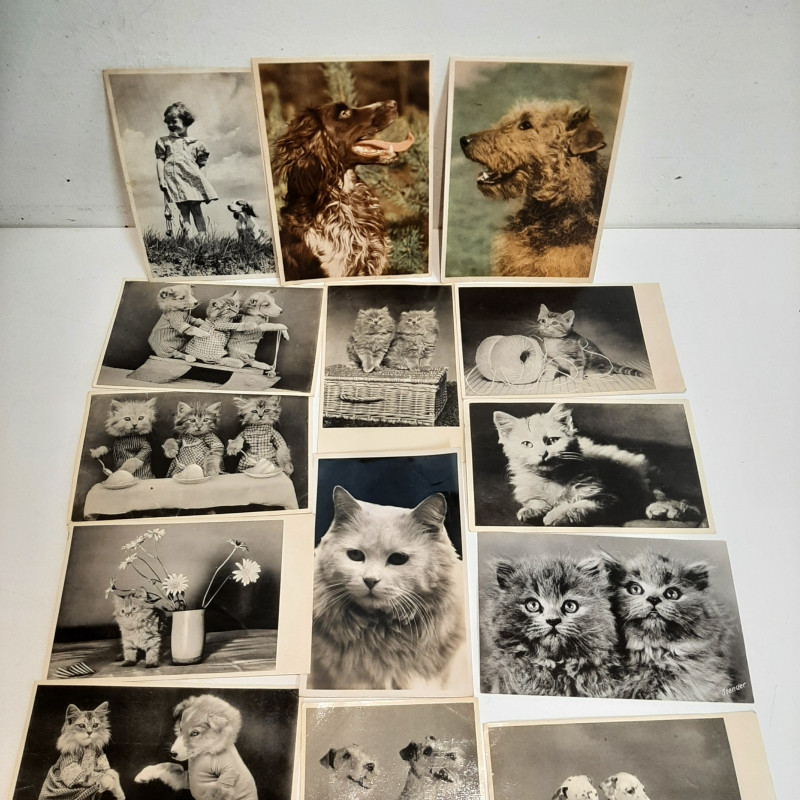 17 Postkort med Hunde og Katte
