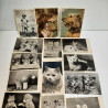 17 Postkort med Hunde og Katte