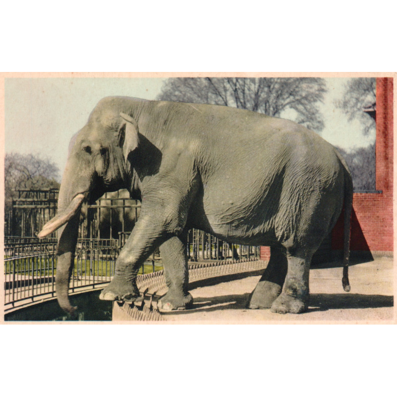 Zoo. Dyrene i Zoo, brugt