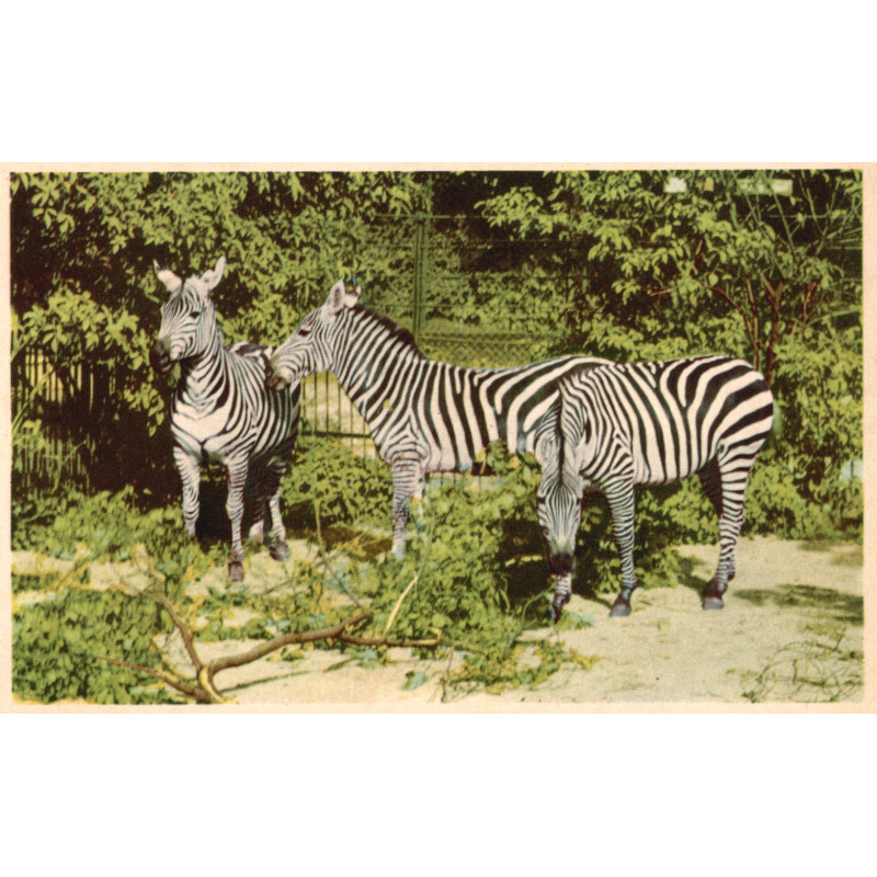 Zoo. Dyrene i Zoo, brugt