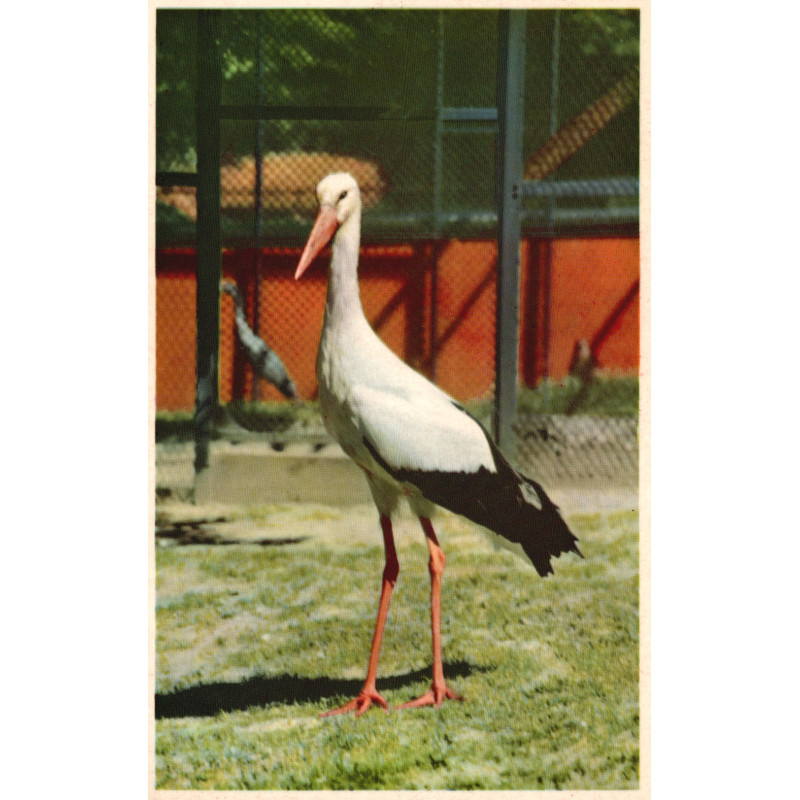 Zoo. Dyrene i Zoo, brugt