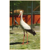Zoo. Dyrene i Zoo, brugt