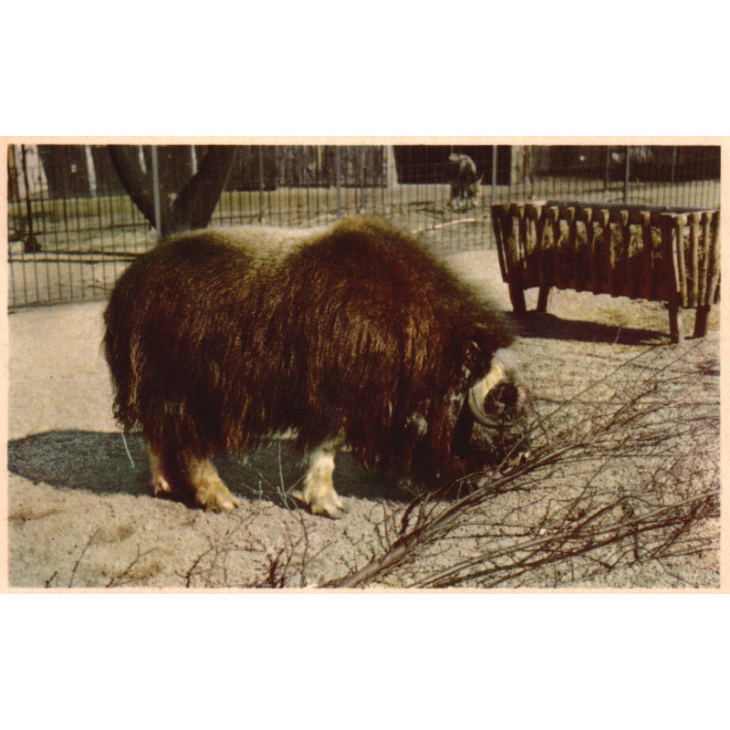 Zoo. Dyrene i Zoo, brugt
