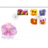 Sverige 2010. Stedmoderblomster. AFA nr. 2704-08 postfrisk stemplet  hæfte FDC parstykkke
